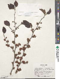 Hamamelis virginiana image