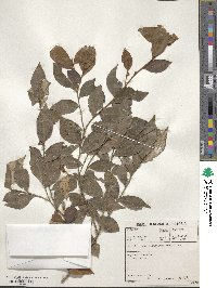 Trichocladus ellipticus image