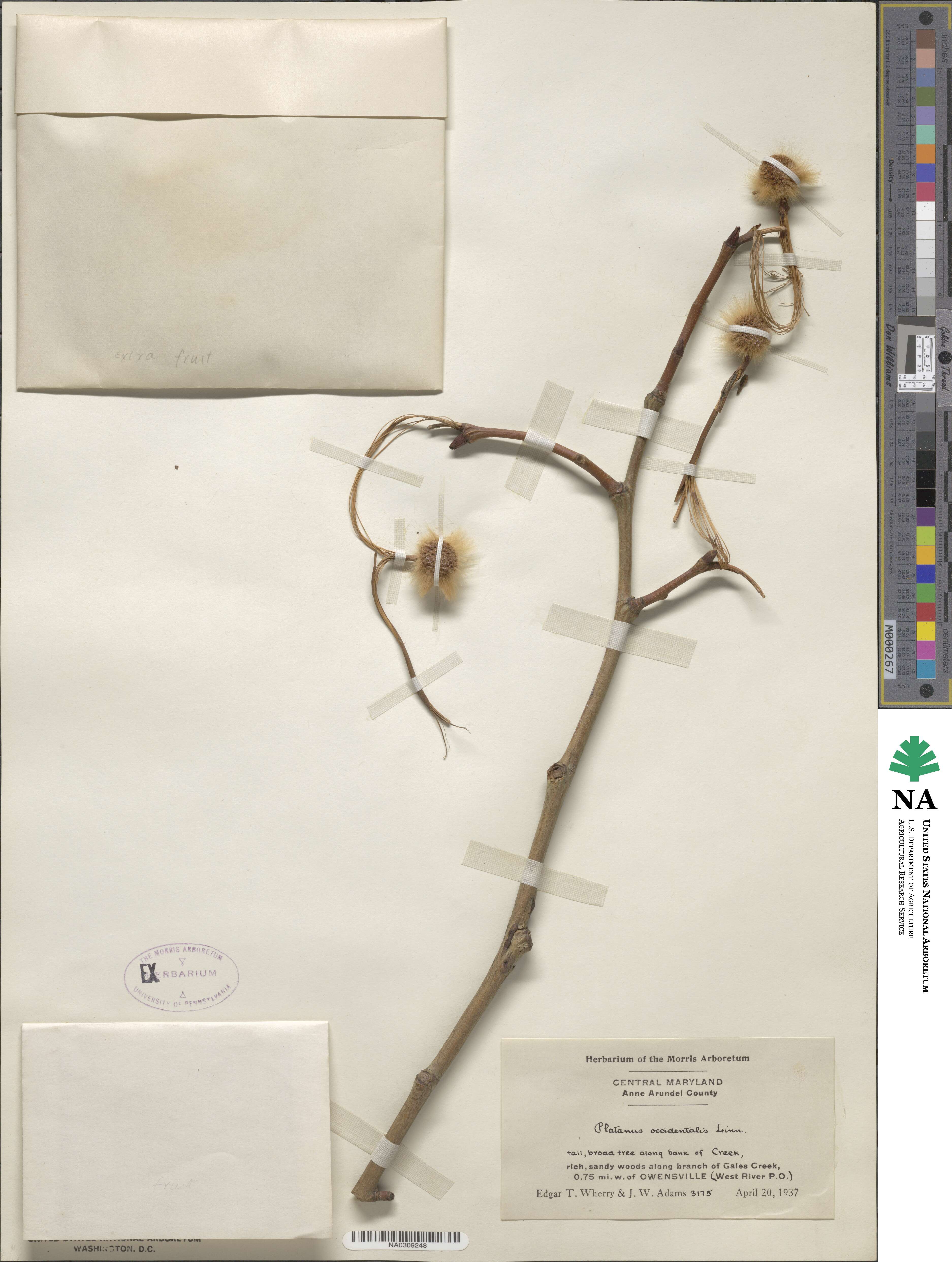 Platanus occidentalis image