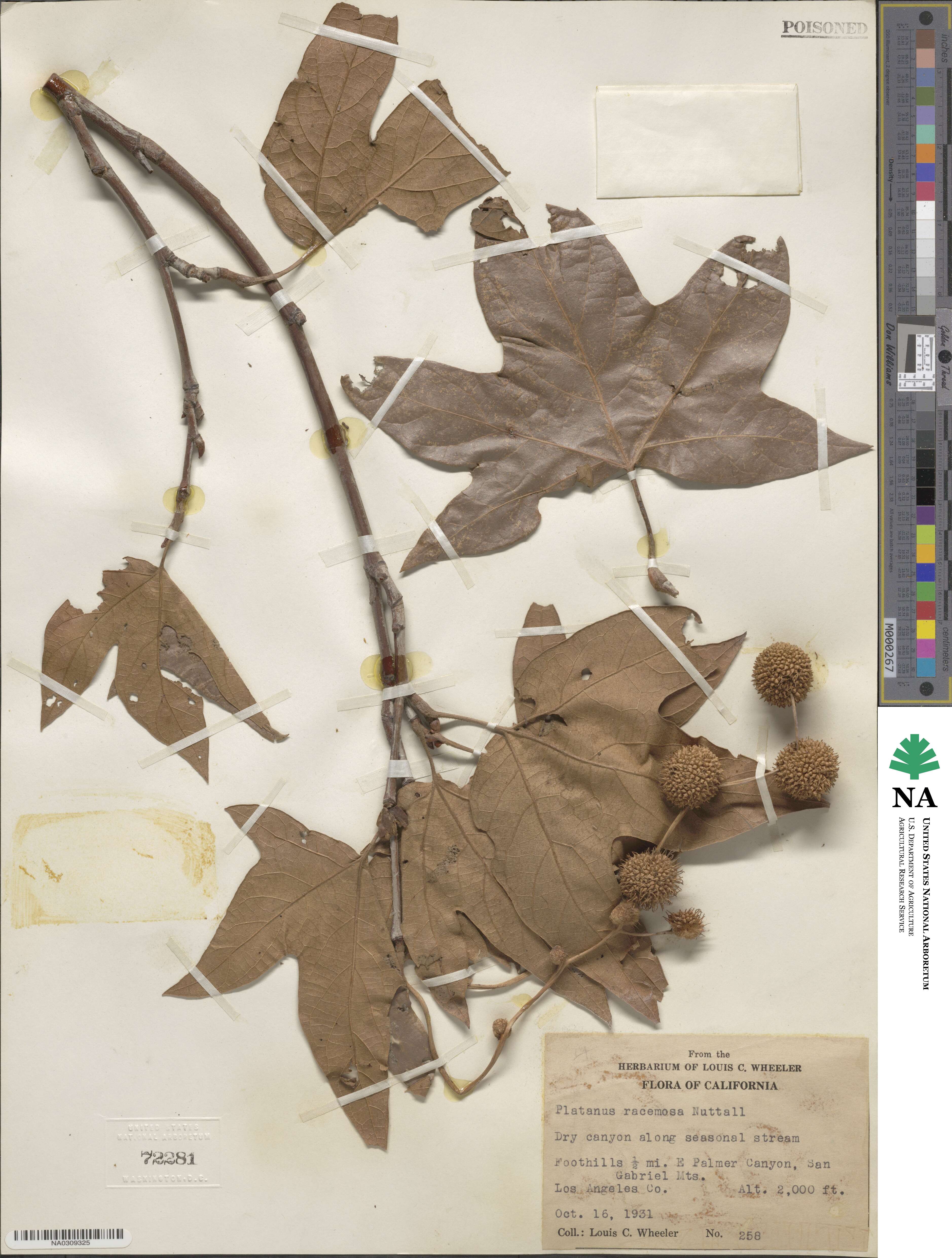 Platanus racemosa image
