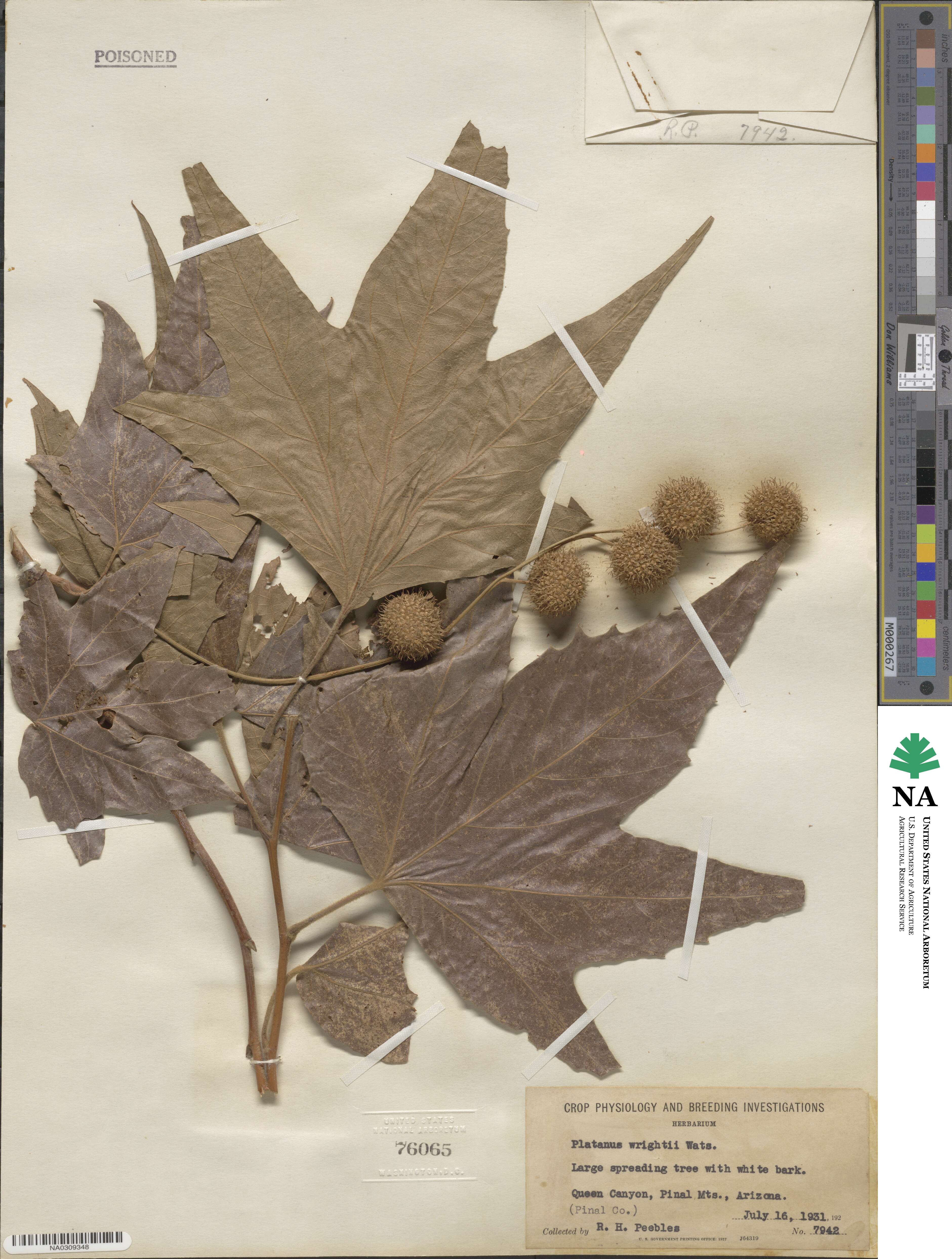 Platanus wrightii image