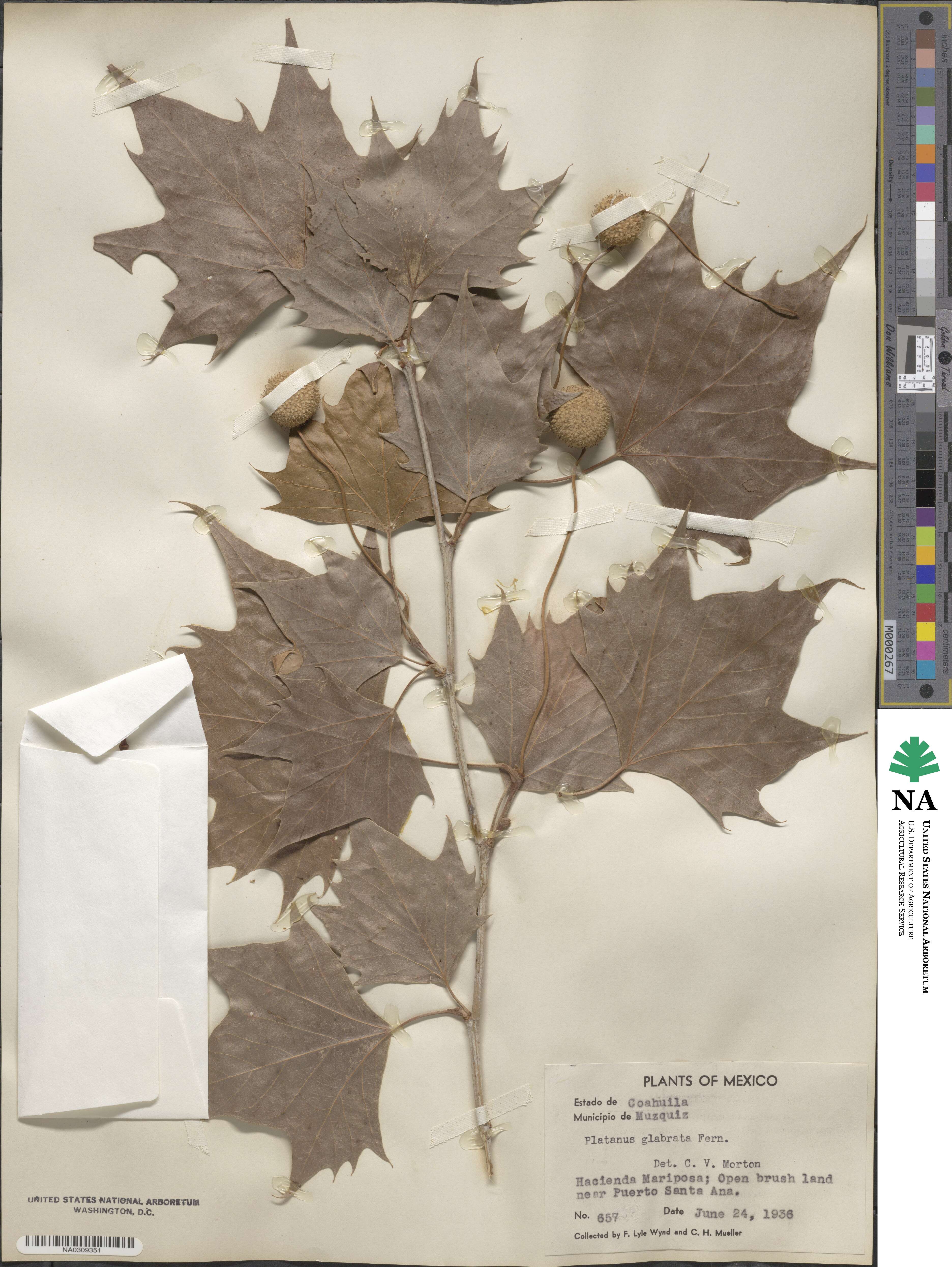 Platanus mexicana image