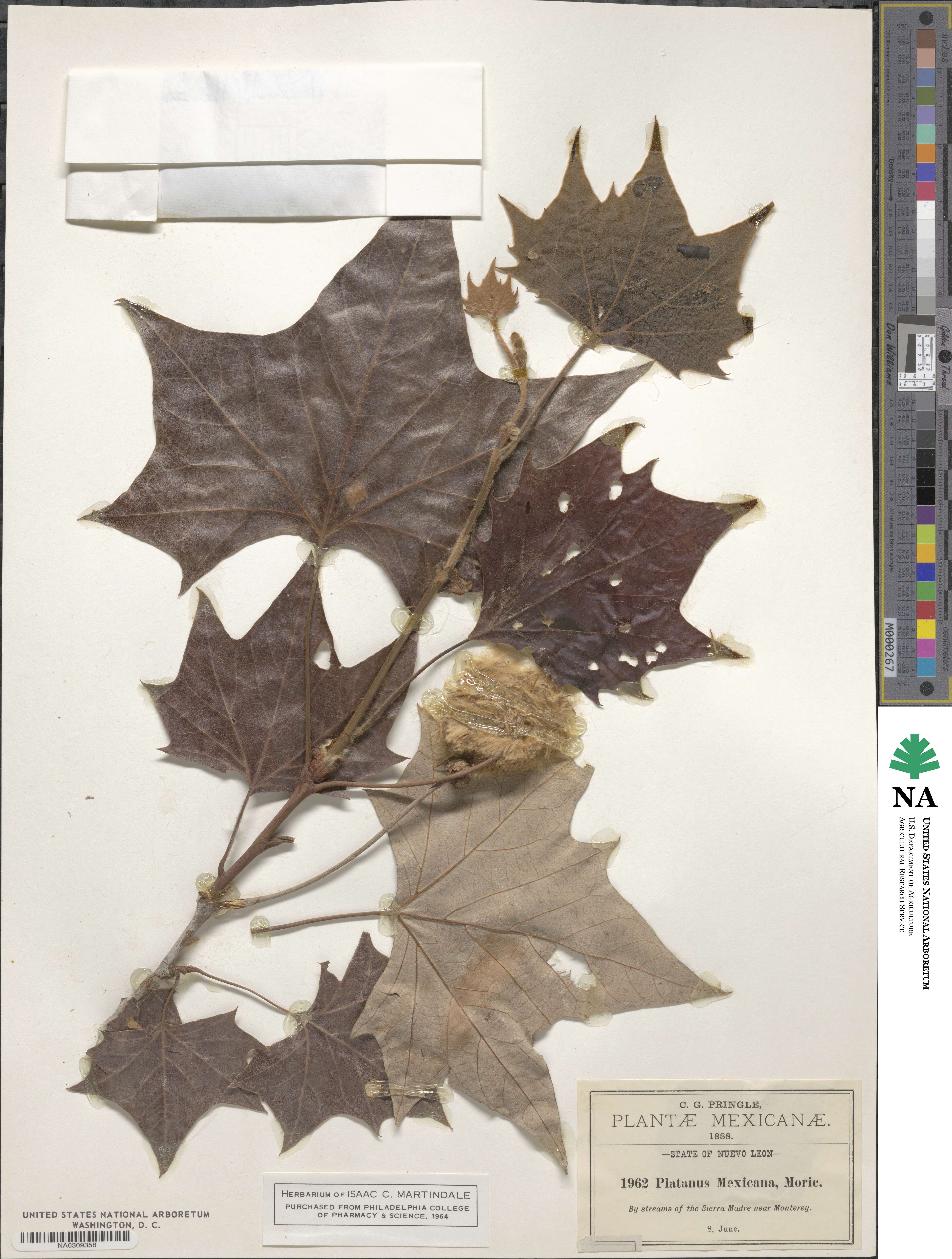 Platanus mexicana image