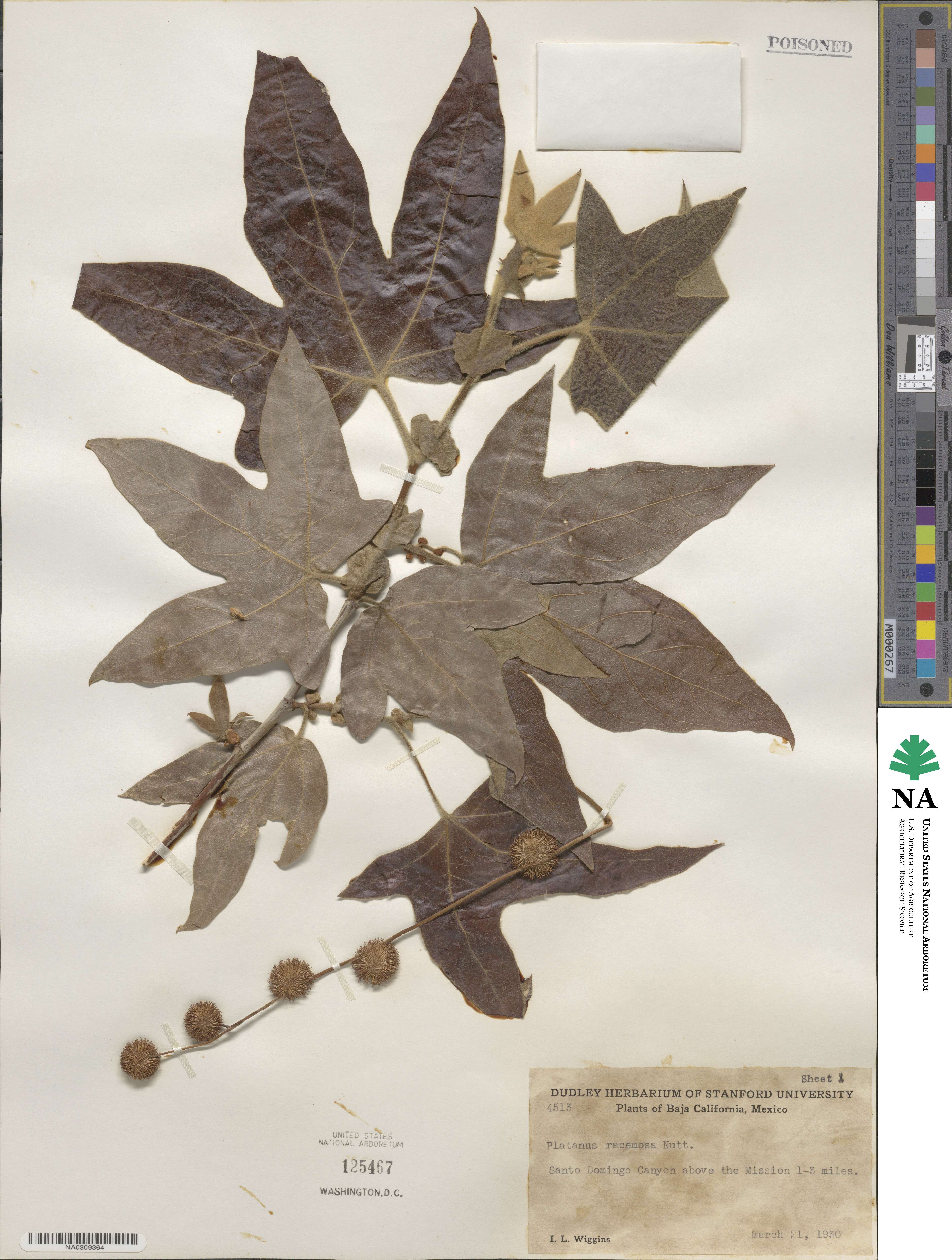 Platanus racemosa image