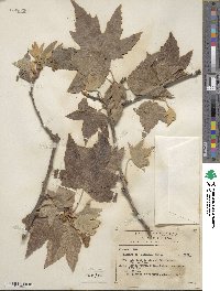 Platanus racemosa image