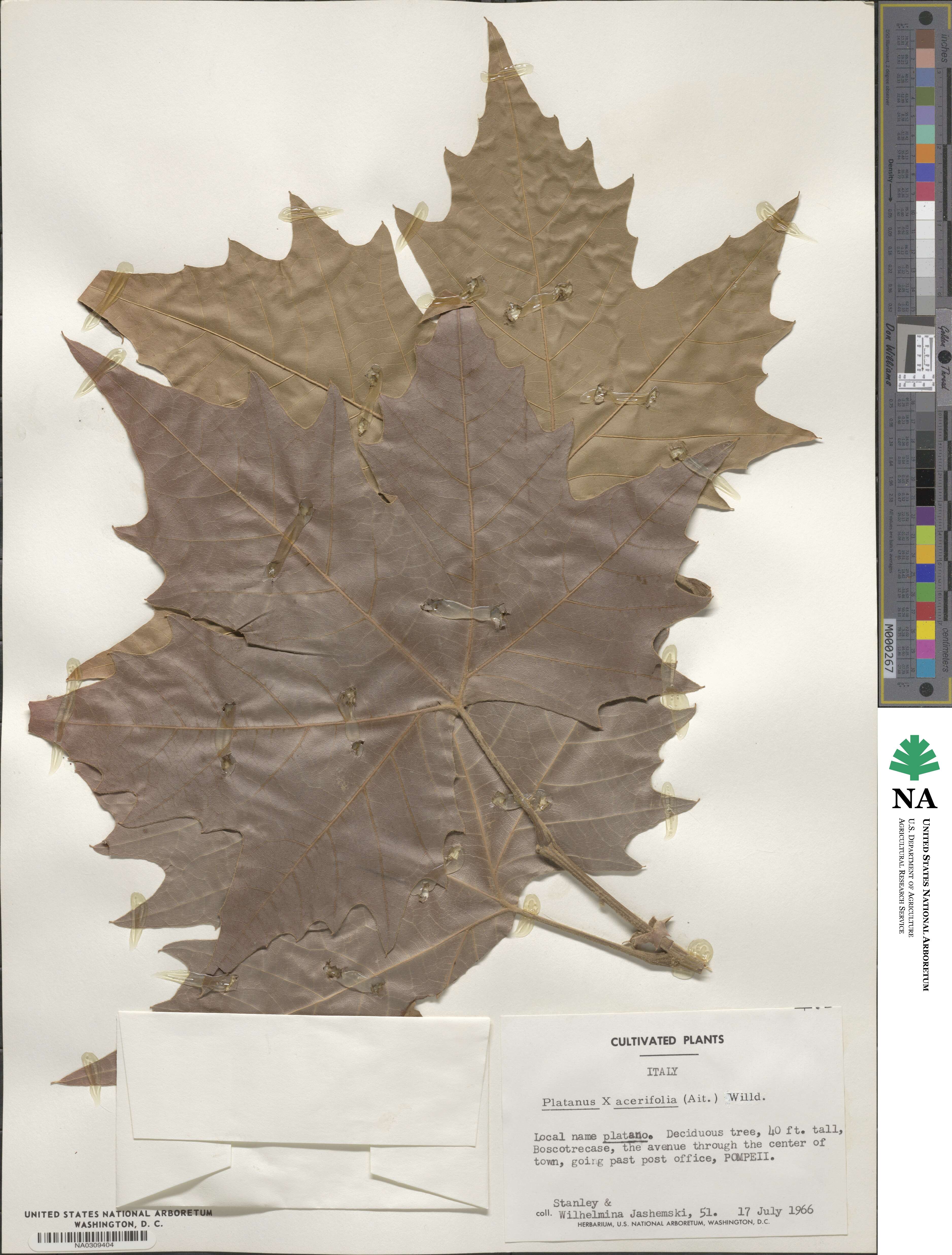 Platanus image