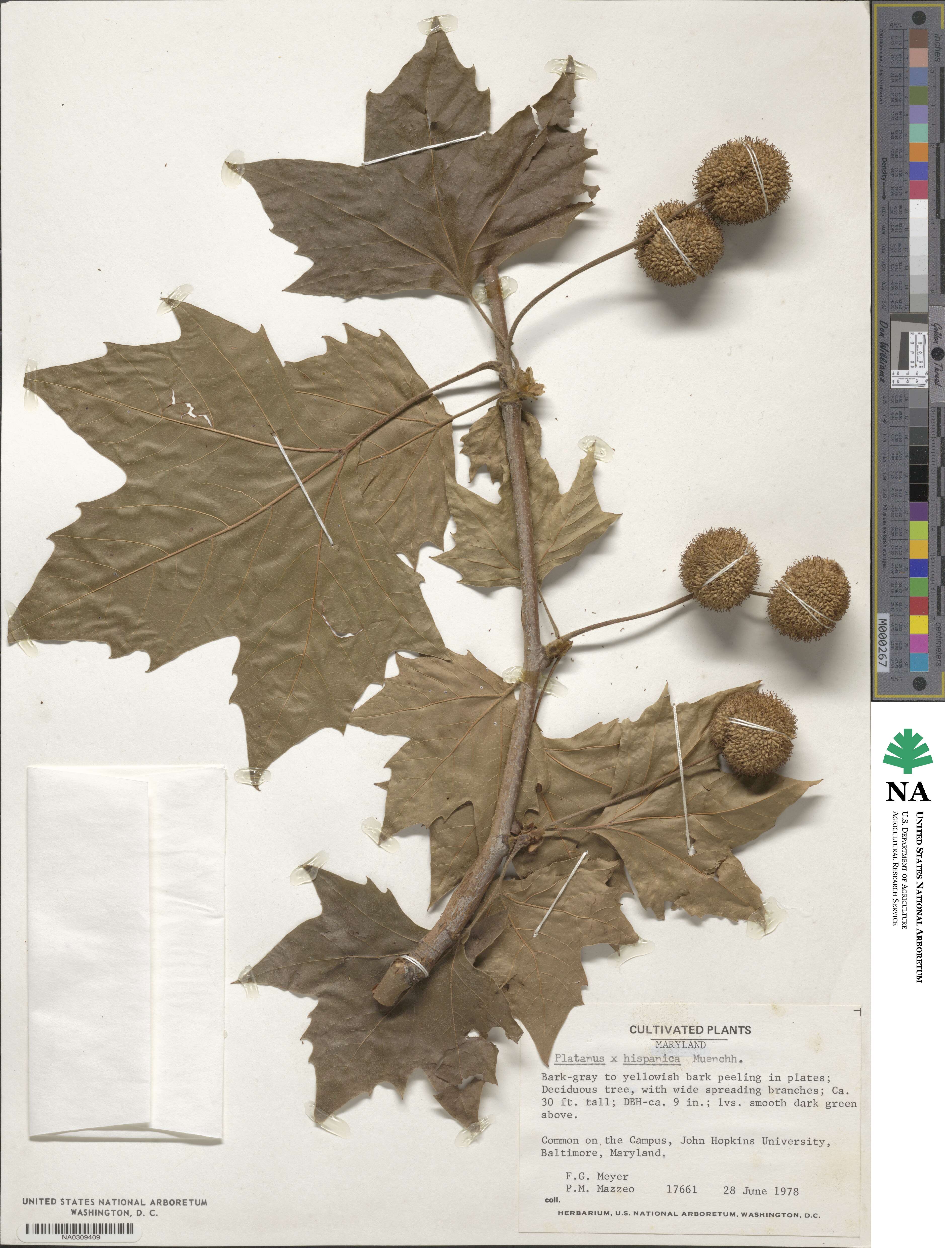 Platanaceae image