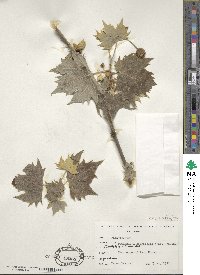 Platanus × acerifolia image