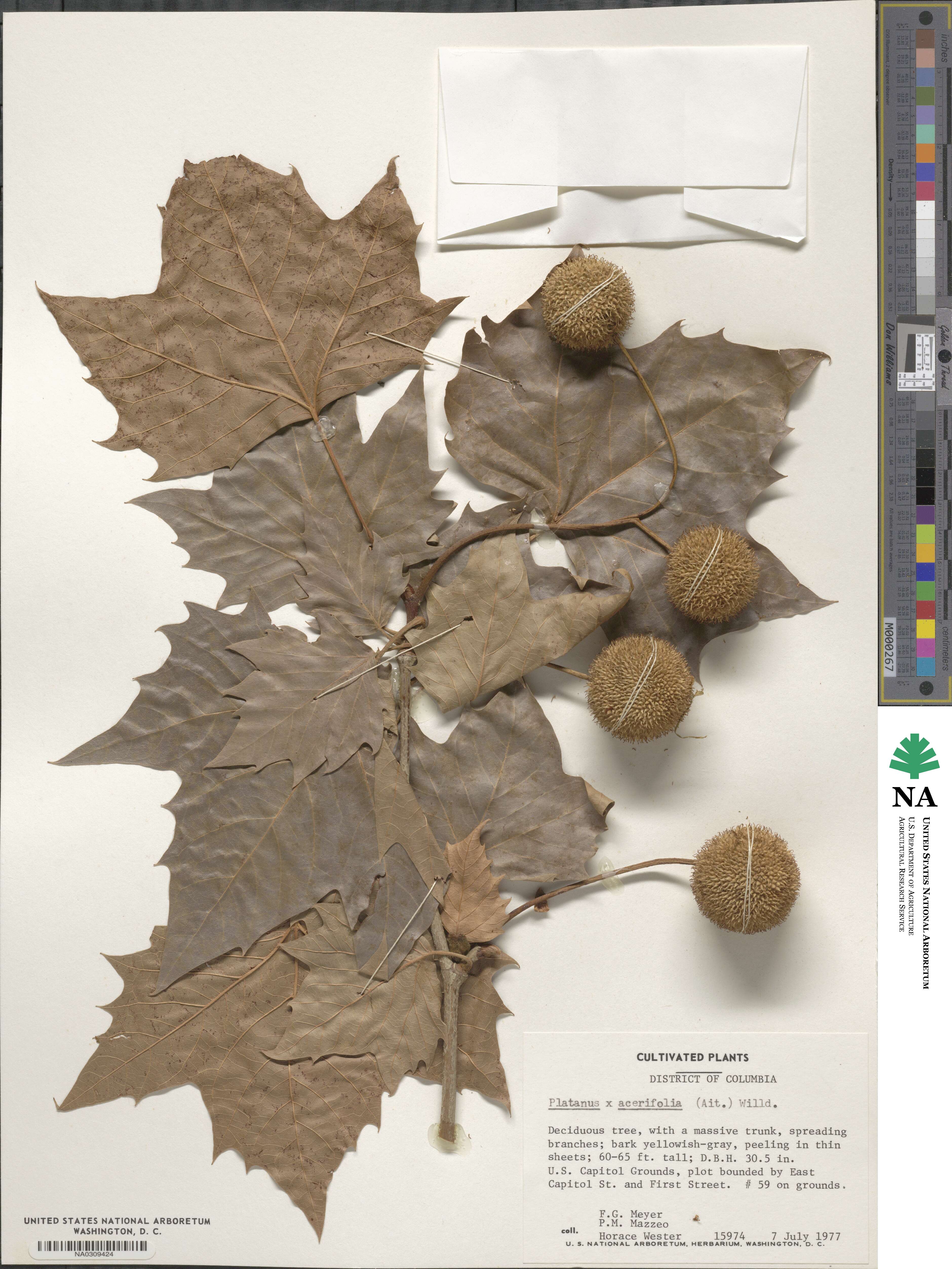 Platanus × acerifolia image