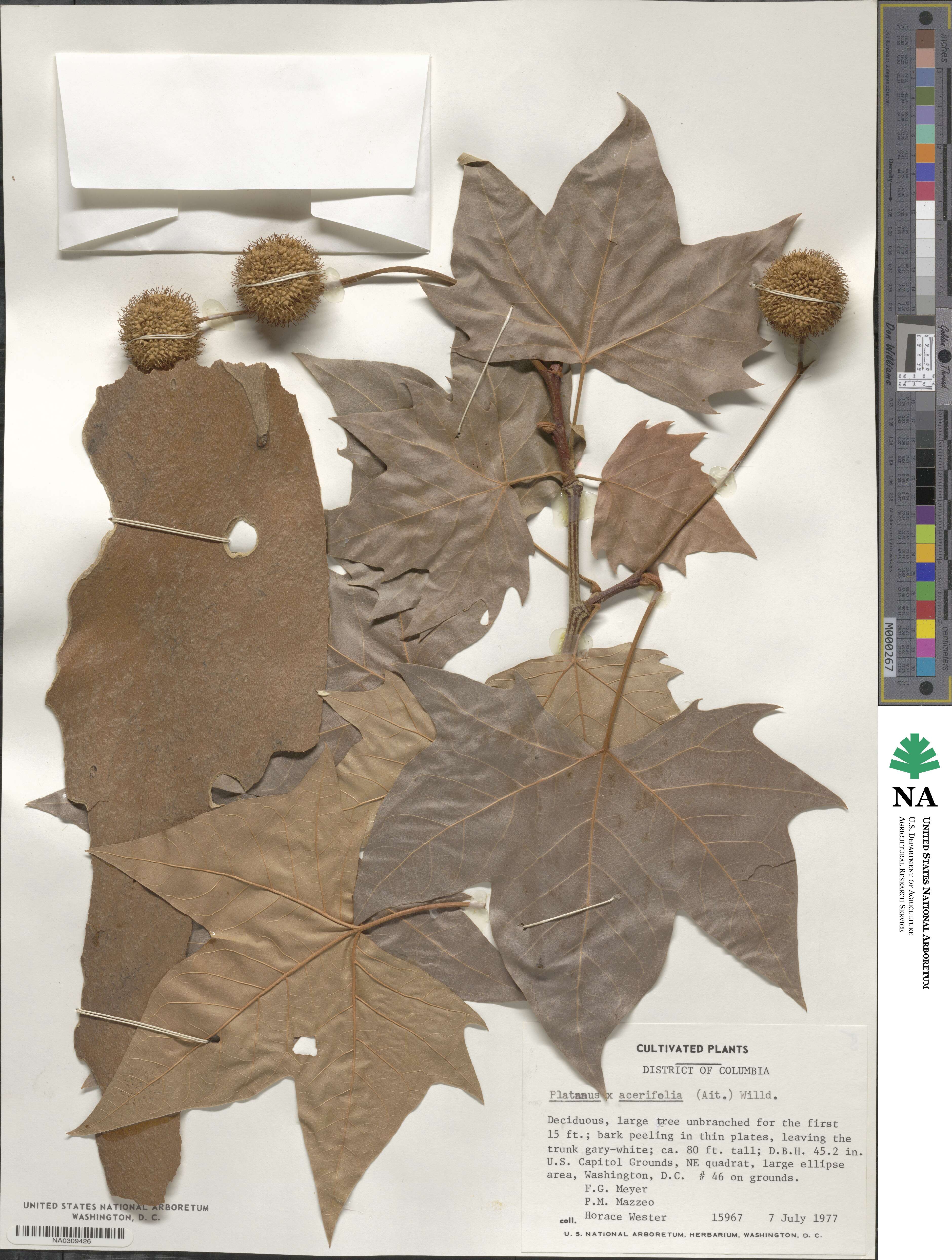 Platanus × acerifolia image