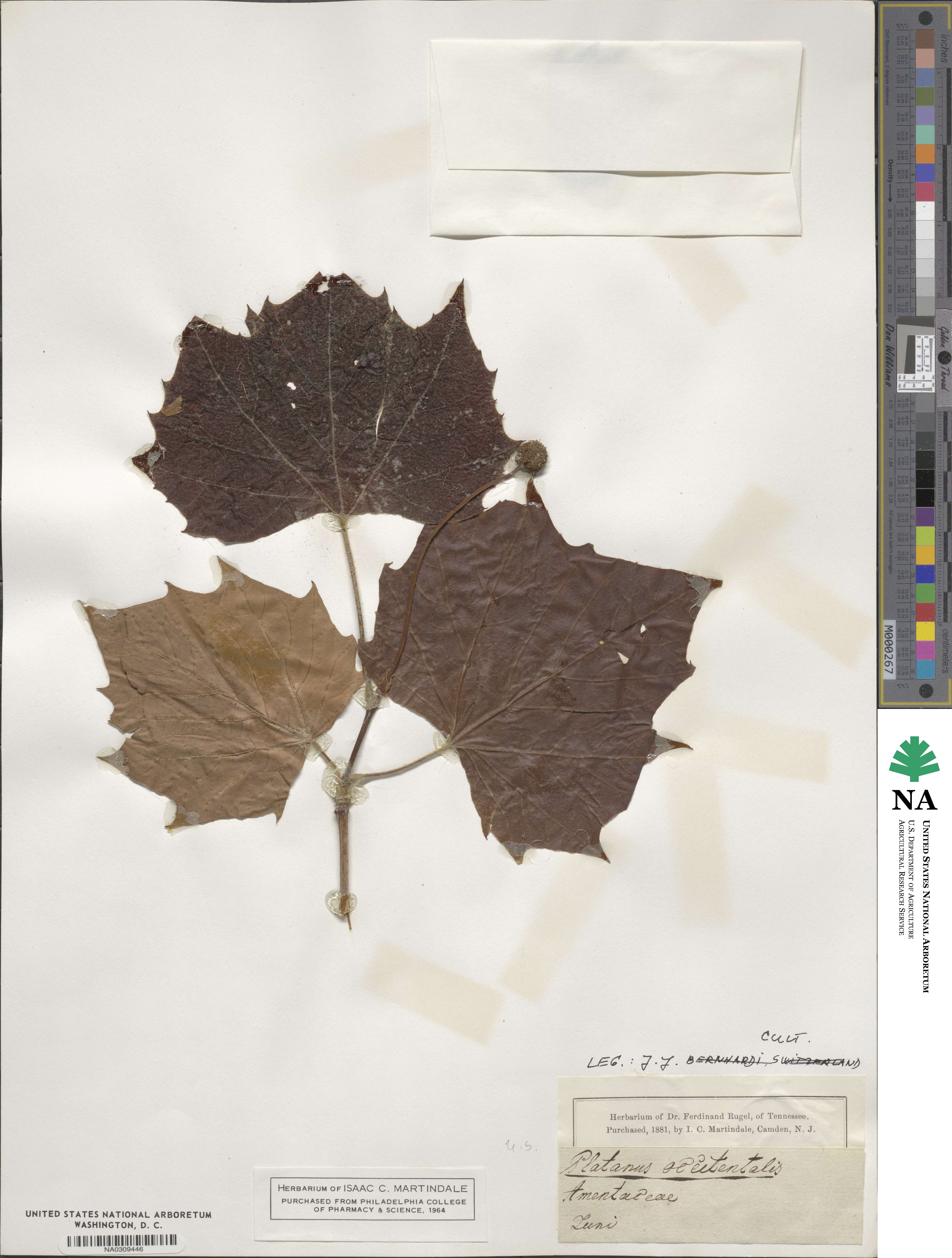 Platanus occidentalis image