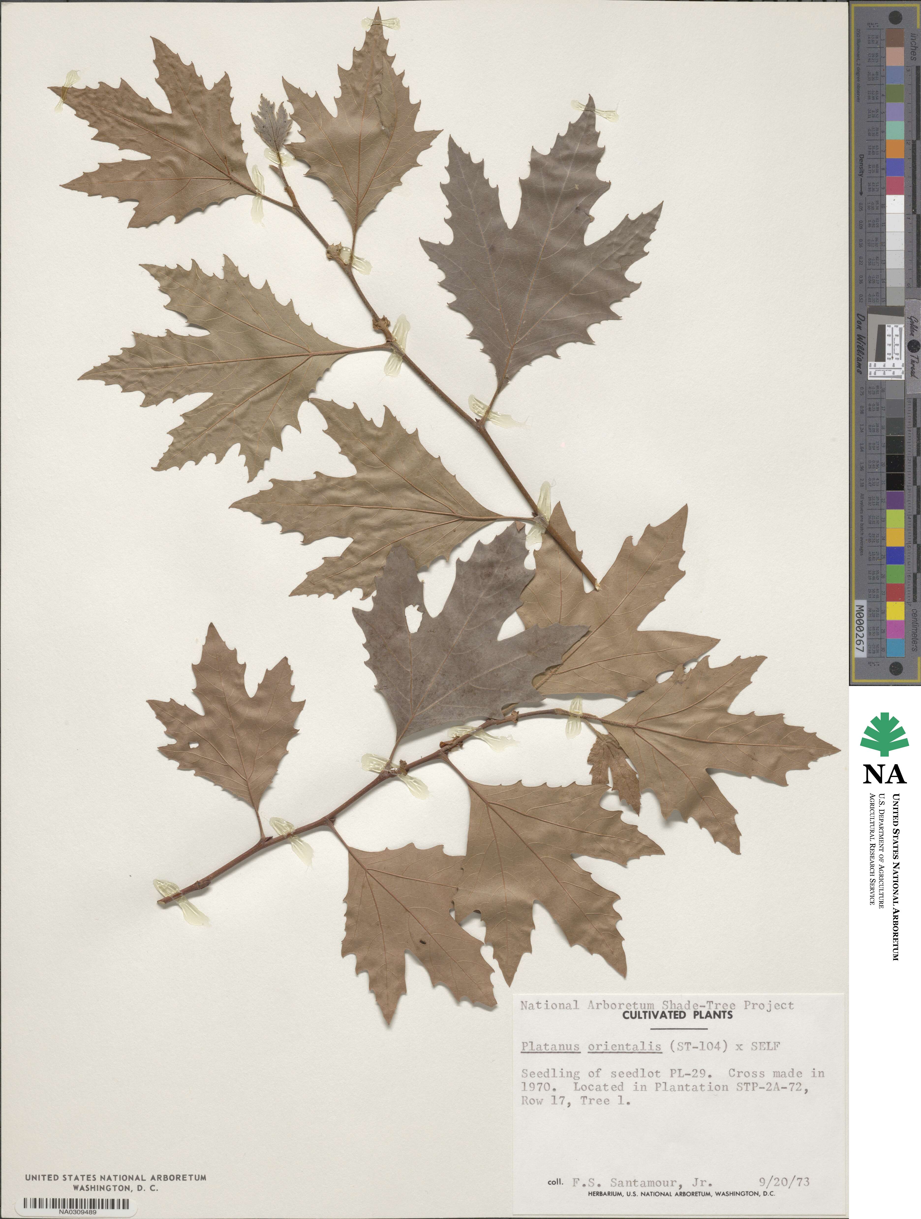 Platanus orientalis image