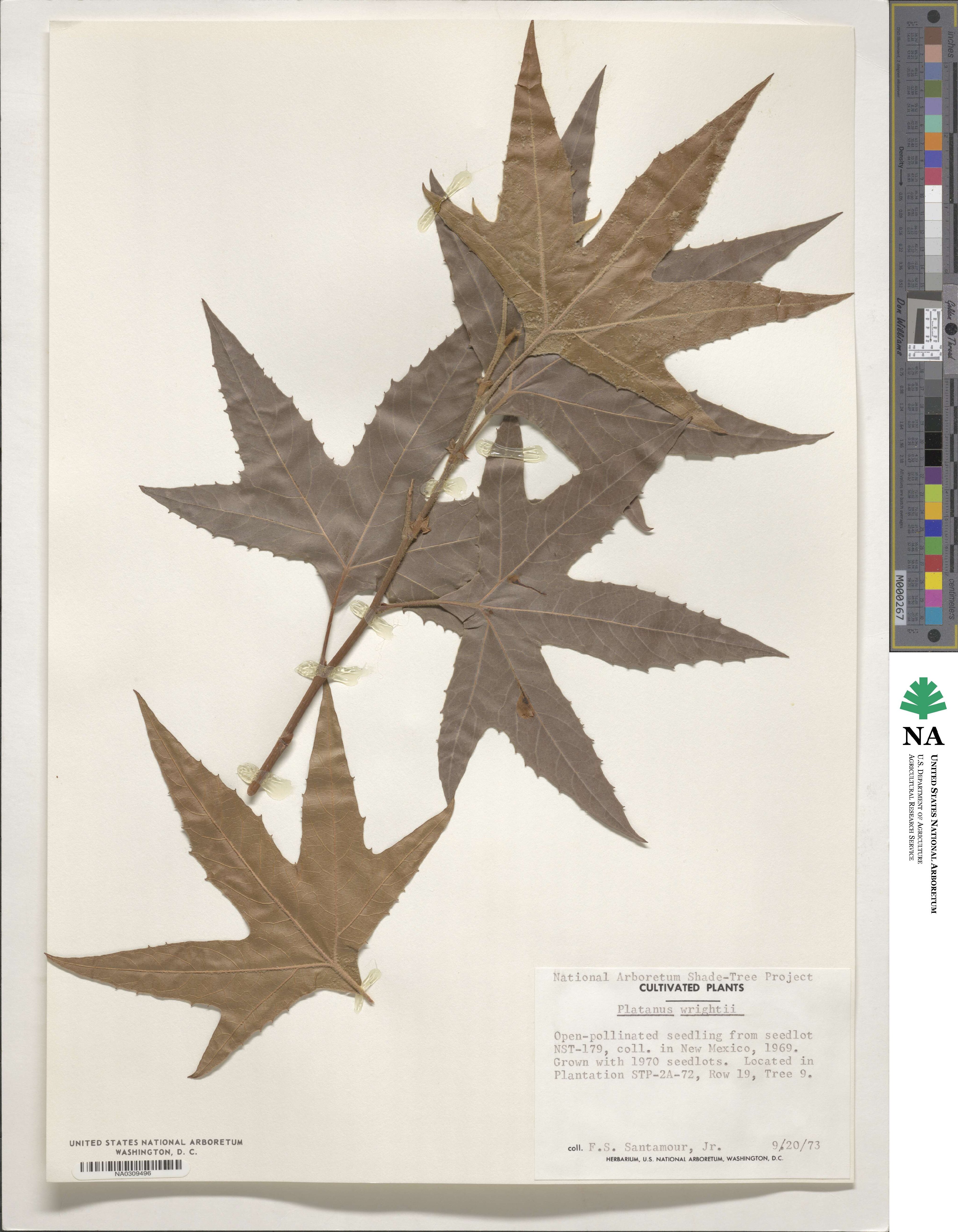 Platanus wrightii image