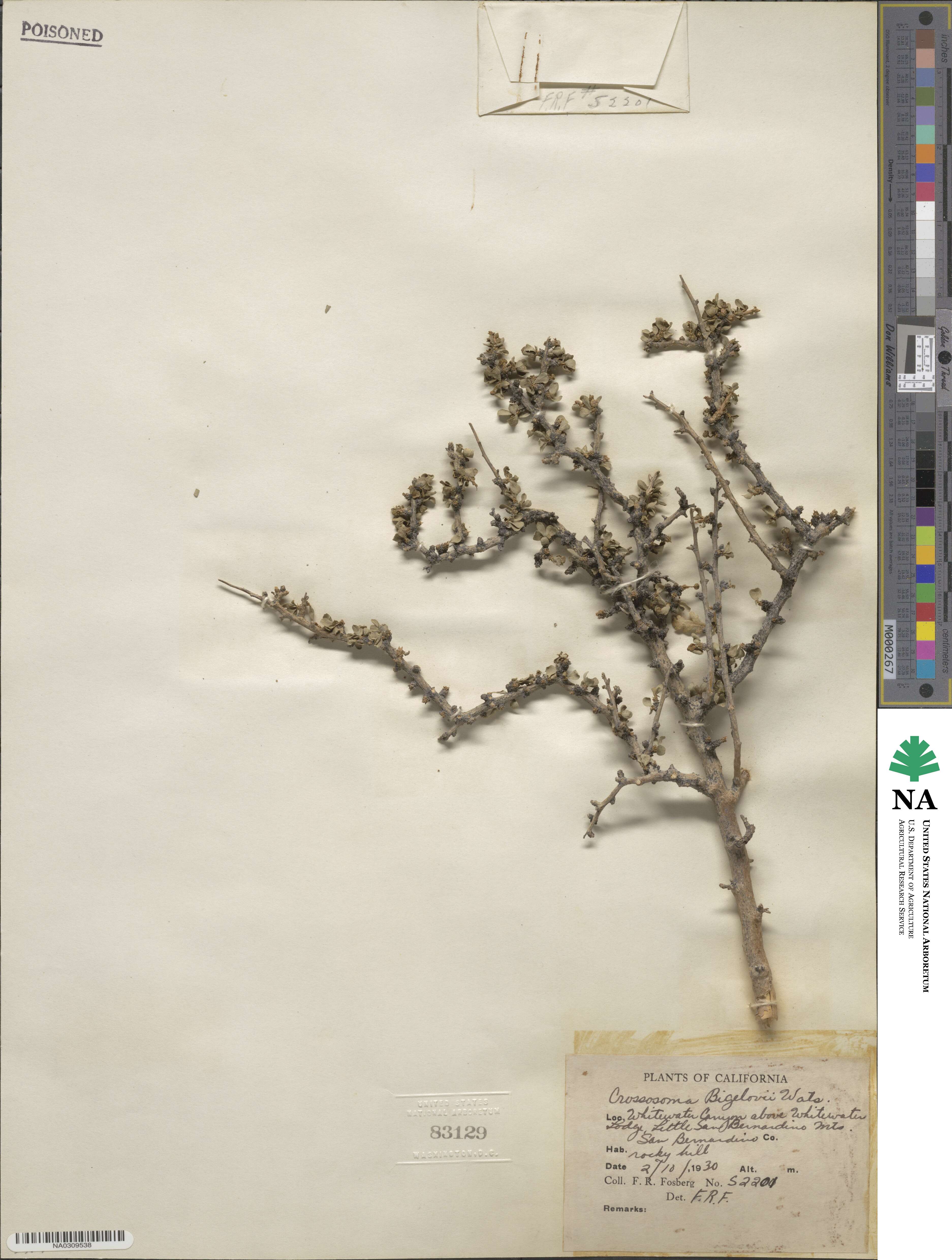 Crossosoma bigelovii image