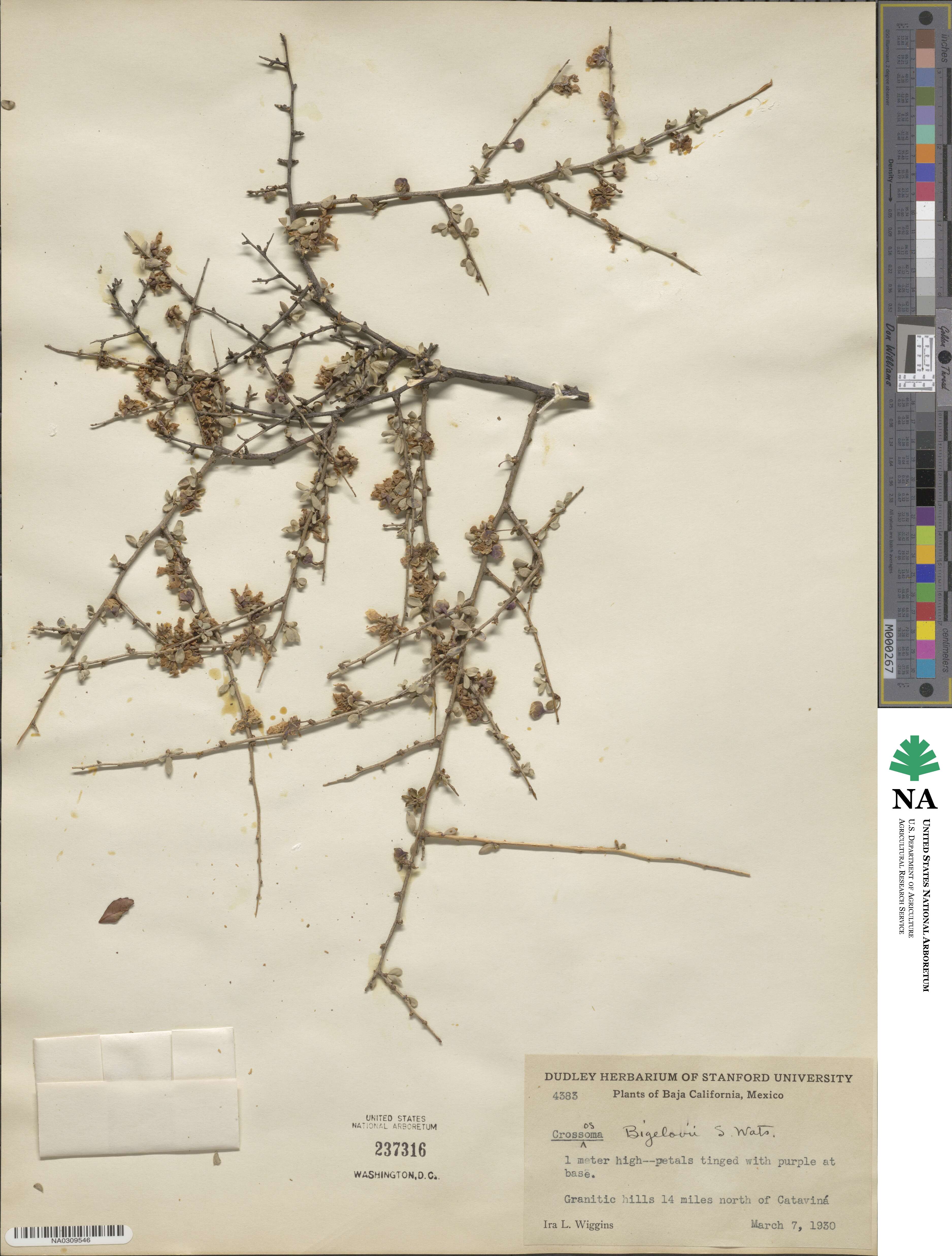 Crossosoma image