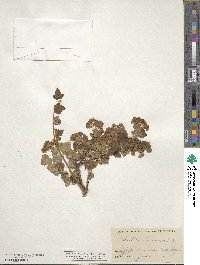 Physocarpus alternans image