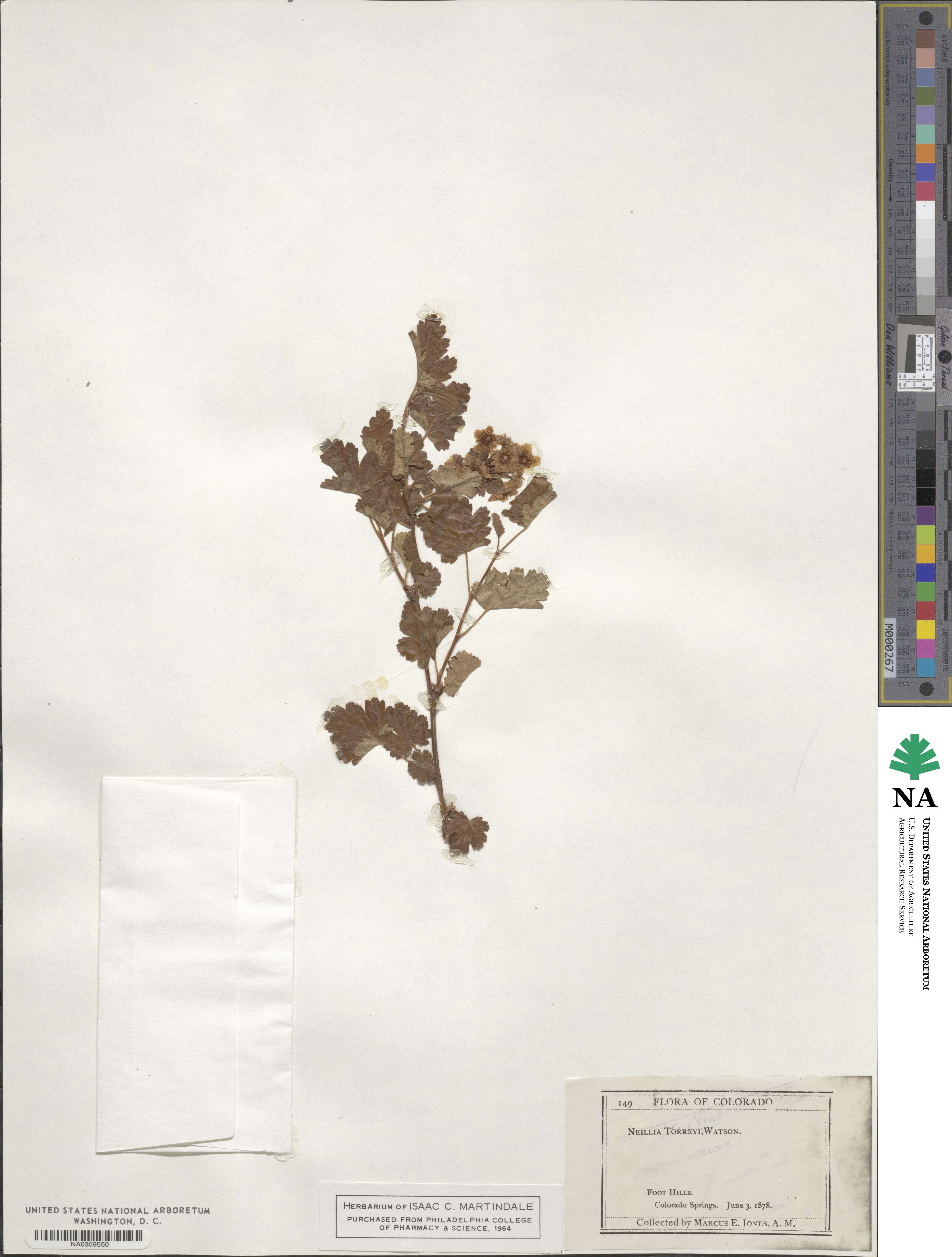 Physocarpus alternans image