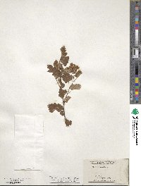 Physocarpus alternans image