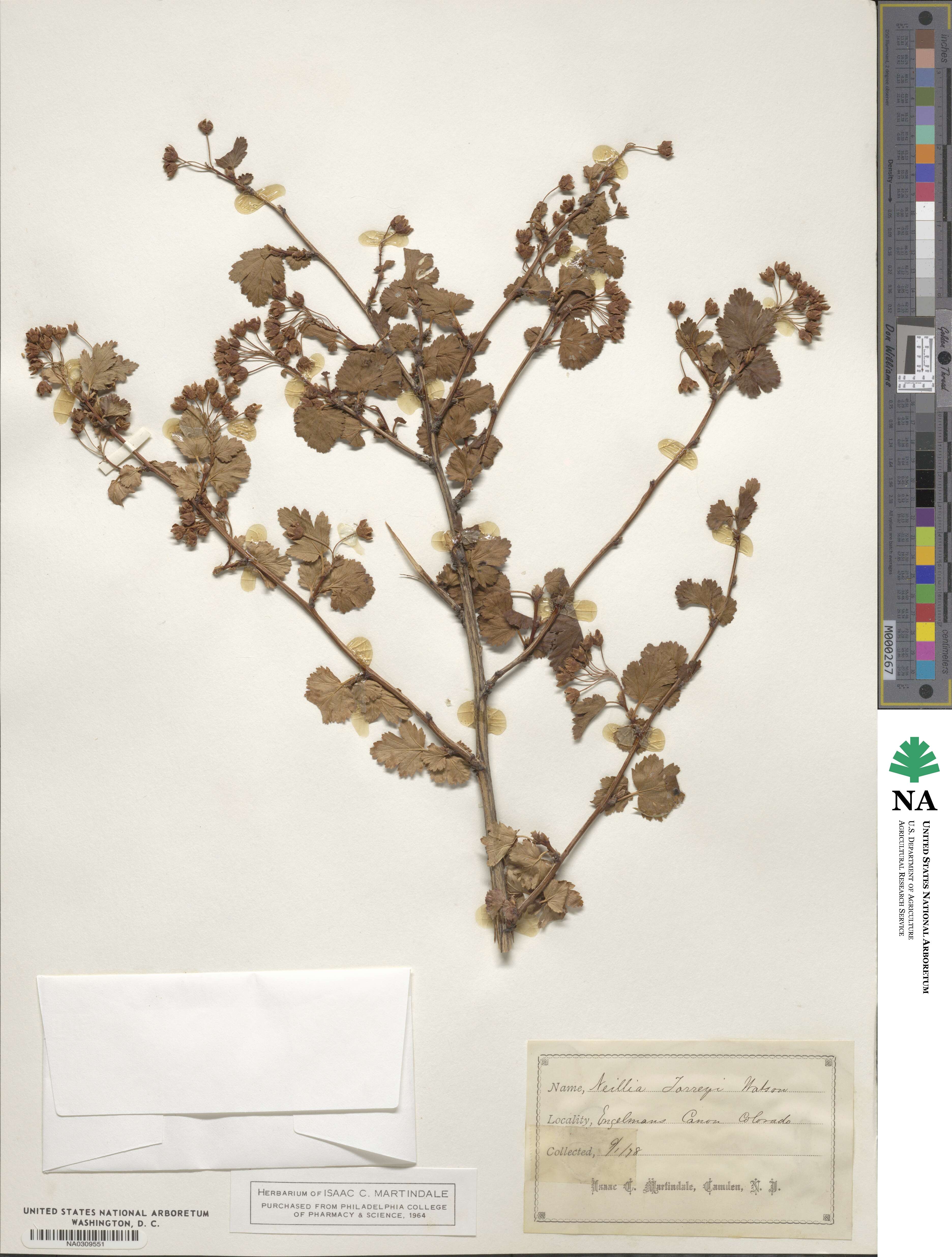 Physocarpus alternans image
