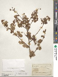 Physocarpus alternans image