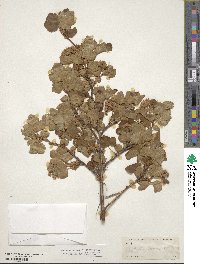 Physocarpus alternans image