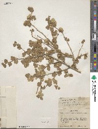 Physocarpus alternans image