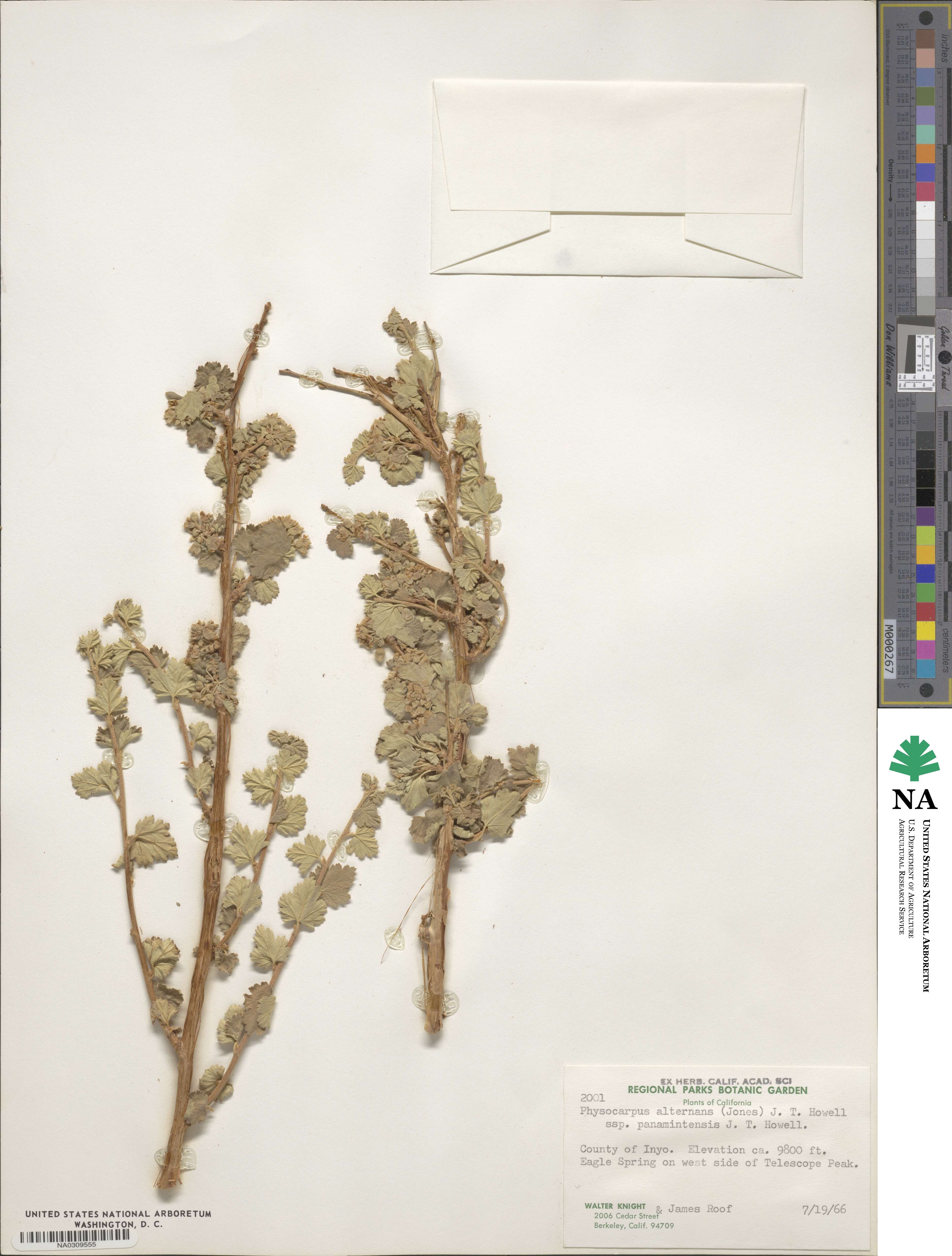 Physocarpus alternans image