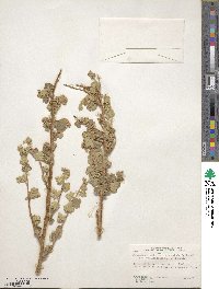 Physocarpus alternans image