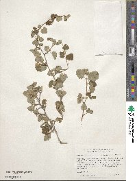 Physocarpus alternans image