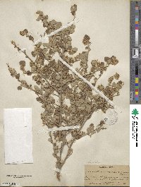 Physocarpus alternans image