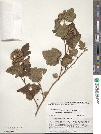 Physocarpus capitatus image