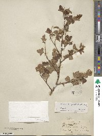 Physocarpus capitatus image