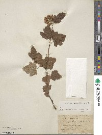 Physocarpus capitatus image