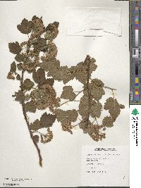 Physocarpus capitatus image