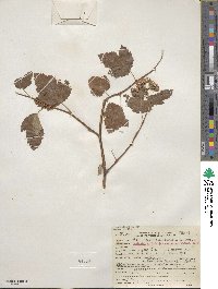 Physocarpus capitatus image