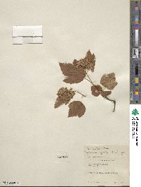 Physocarpus capitatus image