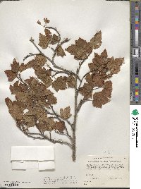 Physocarpus capitatus image