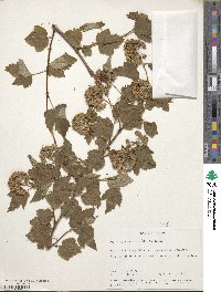 Physocarpus capitatus image