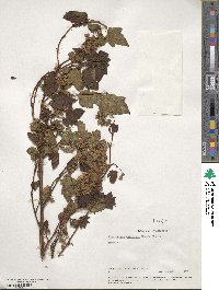 Physocarpus capitatus image