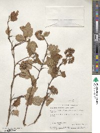 Physocarpus capitatus image