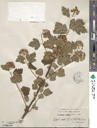 Physocarpus capitatus image