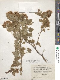 Physocarpus capitatus image