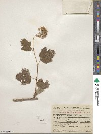 Physocarpus capitatus image