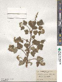 Physocarpus capitatus image