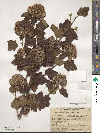 Physocarpus capitatus image