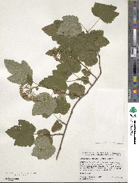 Physocarpus capitatus image