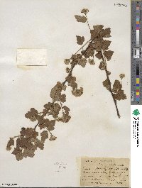 Physocarpus capitatus image