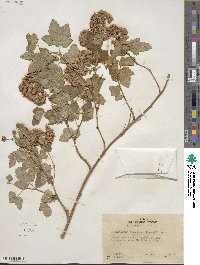 Physocarpus capitatus image