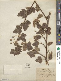 Physocarpus capitatus image