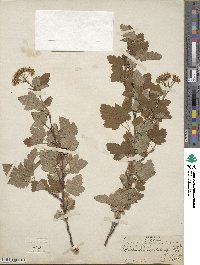 Physocarpus capitatus image